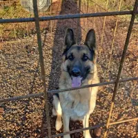 Adopta a Thor