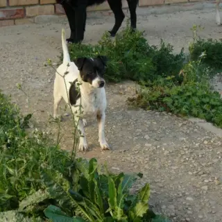Chico
