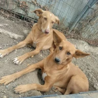 Adopta a Candela Y Lucía