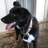 Adopta a Karin