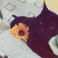 Adopta a Panter