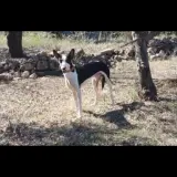 Adopta a Tristán