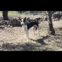 Adopta a Tristán