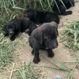 Adopta a Camada