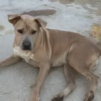 Adopta a Chari  Muy Tranquila, Tlf 645978718