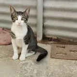 Adopta a Pugsley