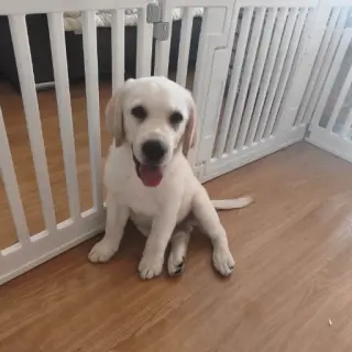 Bruno