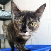 Adopta a Nermald