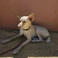 Adopta a Simba