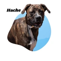 Adopta a Hache