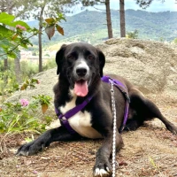 Adopta a Ámber