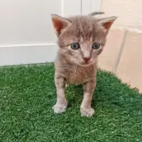 Adopta a Aslan