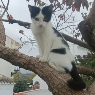 Felisa