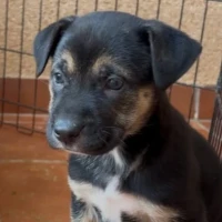 Adopta a Tritón