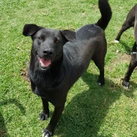 Adopta a Tessa