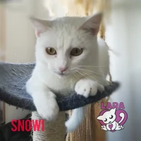 Adopta a Snowi
