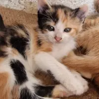 Adopta a Estrella