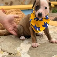 Adopta a Egipto