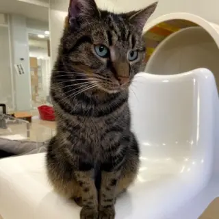 Otto