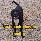 Adopta a Duc