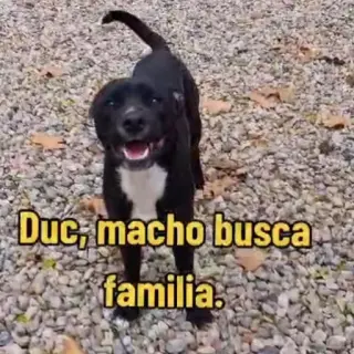 Duc