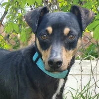 Adopta a Ginés