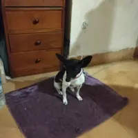 Adopta a Cati