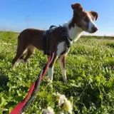Adopta a Carry