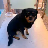 Adopta a Ronin