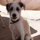 Adopta a Helder