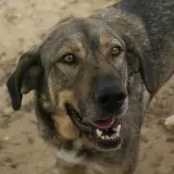Adopta a Anaís