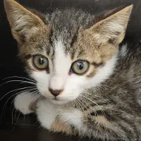 Adopta a Truita