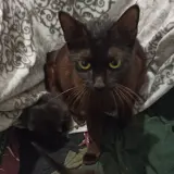 Adopta a Kara