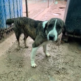 Adopta a Quina