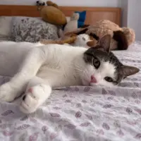 Adopta a Kai