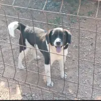 Adopta a Toby
