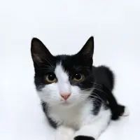 Adopta a Amai