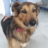 Adopta a Ares