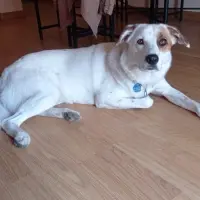 Adopta a Hada