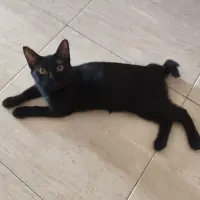 Adopta a Moon