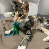 Adopta a Chihiro