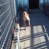 Adopta a Rubio