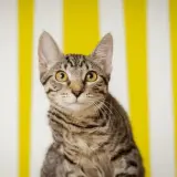 Adopta a Cloe