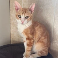 Adopta a Mecanica Mer