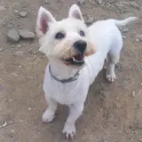 Adopta a Kanary