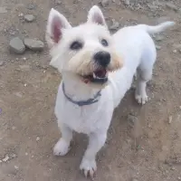Adopta a Kanary