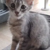 Adopta a Ceniza