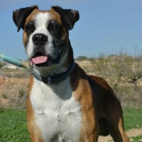 Adopta a Triton