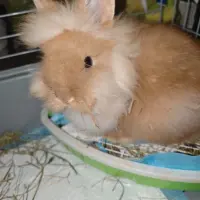 Adopta a Briski