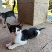 Adopta a Aurora